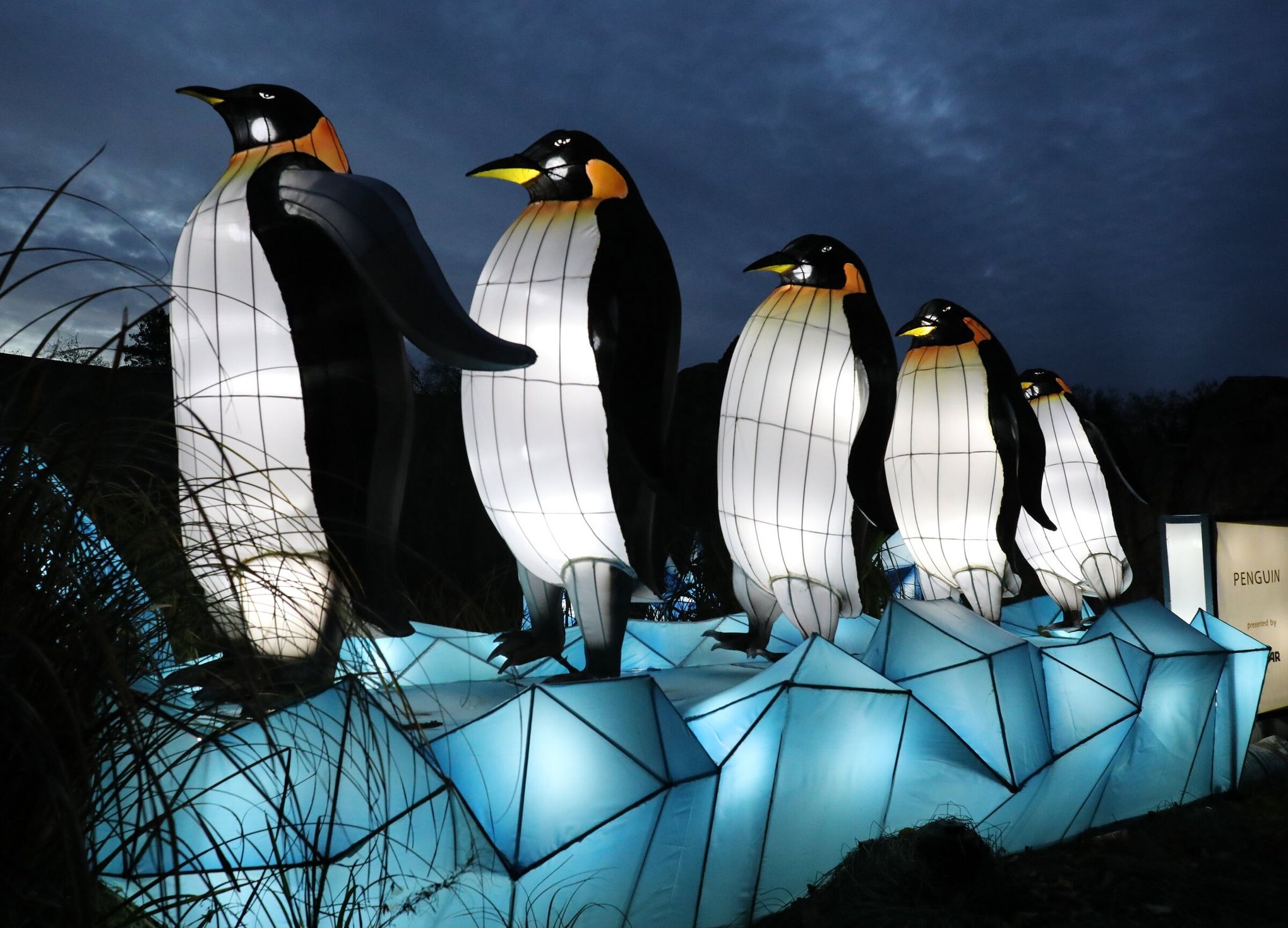 Newport Aquarium penguins gear up for their winter