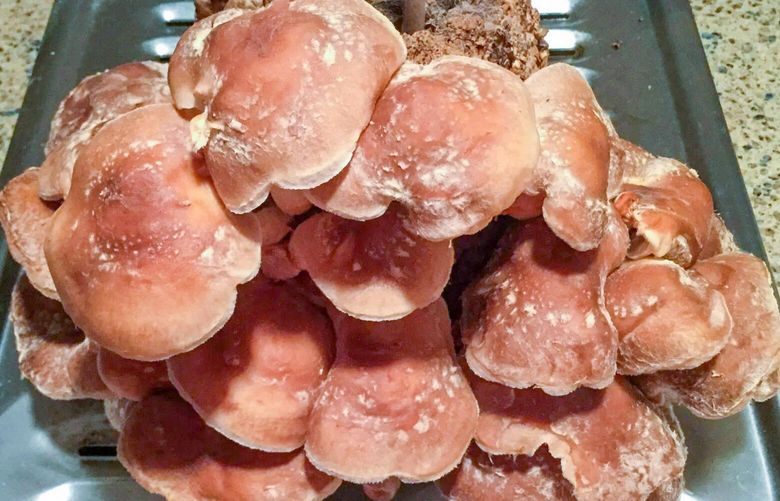 Ciscoe Morris grew this block of organic shiitake mushrooms from an indoor kit from Cascadia Mushrooms.