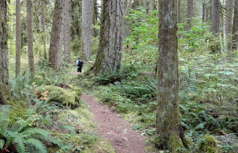 Guidebook author Craig Romano recommends the Old Sauk River Trail for a hike on a winter day in Washington.