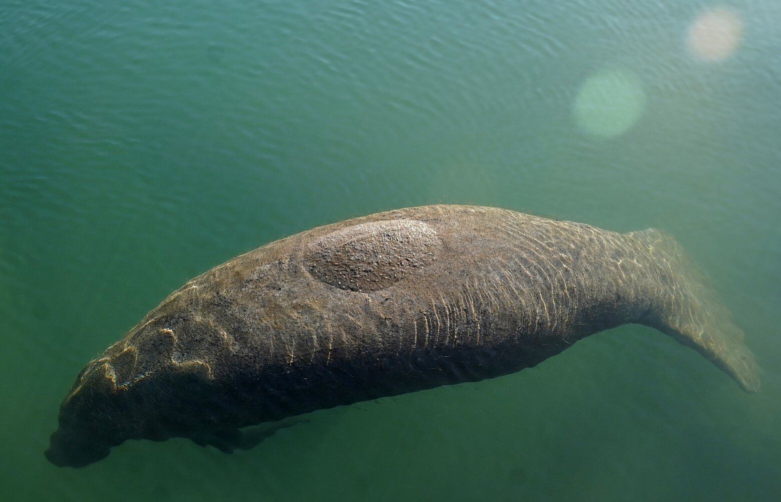 Endangered Status Sought For Manatees As Hundreds Starve | The Seattle ...