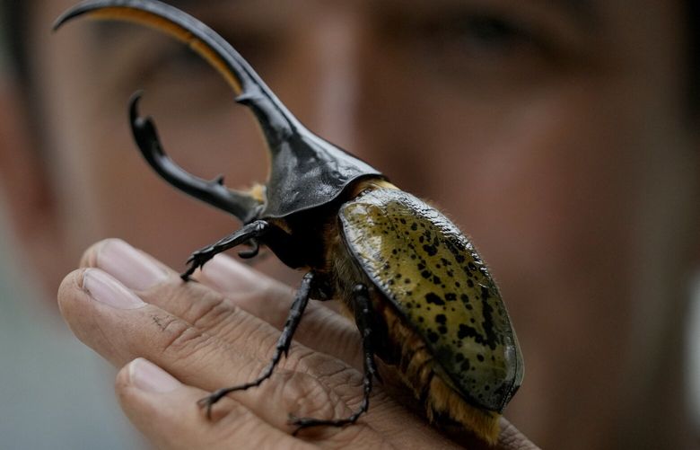 Colombian environmental engineer GermÃ(degrees)n Viasus Tibamoso, owner of Tierra Viva, holds a Hercules beetle in Tunja, Colombia, Tuesday, Nov. 15, 2022. The company transforms solid, organic waste, with the help of beetle larvae’s digestive microorganisms, that transform the waste into a compost rich in nitrogen and phosphorous. Once adults, the beetles are sent to scientific labs and others to Japan where they are popular as pets. (AP Photo/Fernando Vergara) COFV301 COFV301