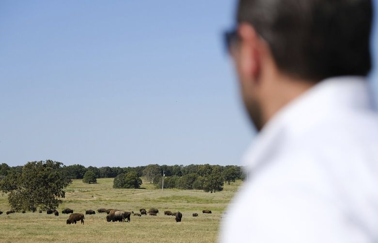 Bryan Warner watches bison in Bull Hollow, Okla., on Sept. 27, 2022. For now the Cherokee are not harvesting the animals, whose bulls can weigh up to 2,000 pounds and stand 6 feet tall, as leaders focus on growing the herd. But bison, a lean protein, could serve in the future as a food source for Cherokee schools and nutrition centers, says Warner, the tribe’s deputy principal chief. (AP Photo/Audrey Jackson) NY811 NY811