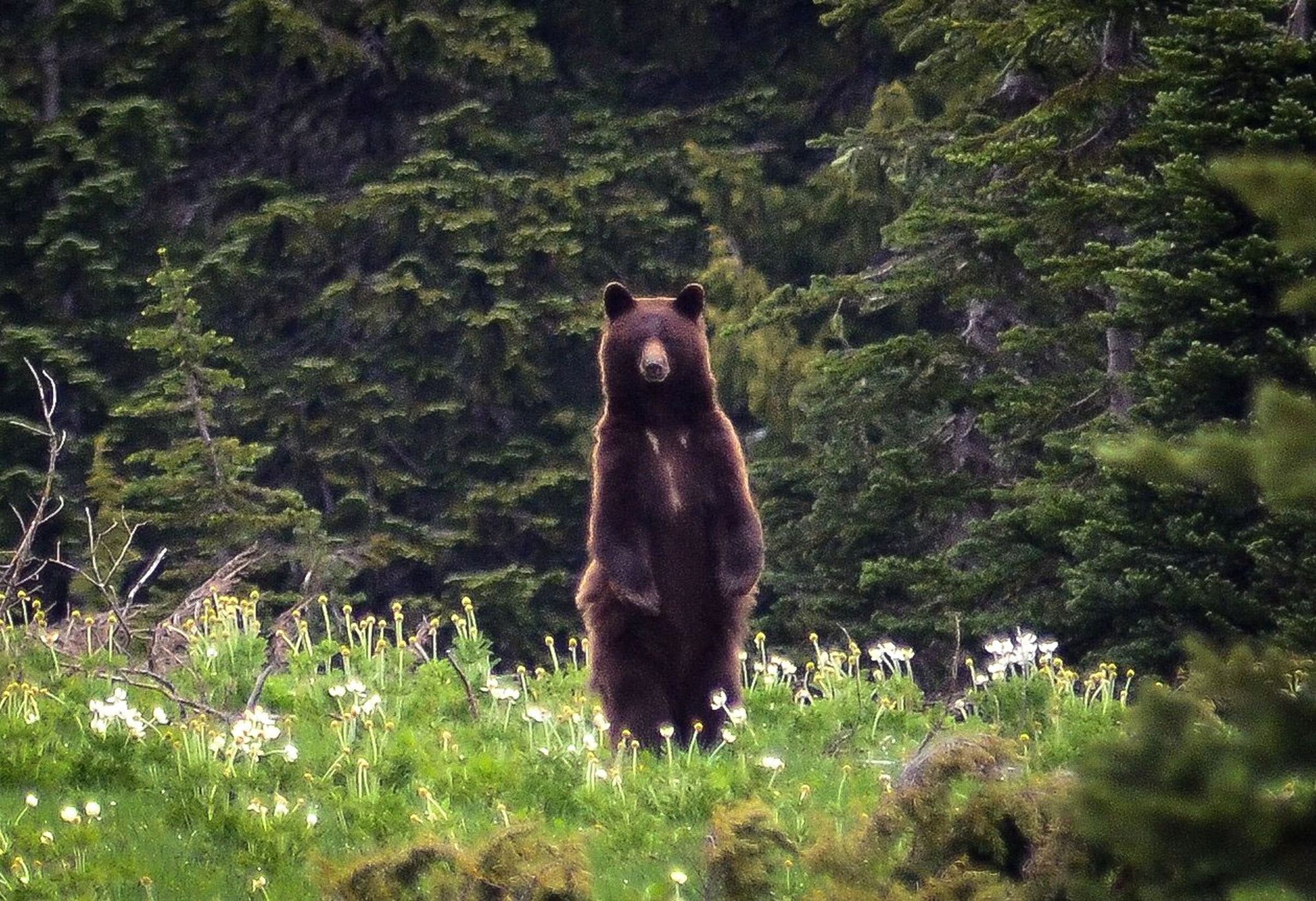 WA bans spring black bear hunting