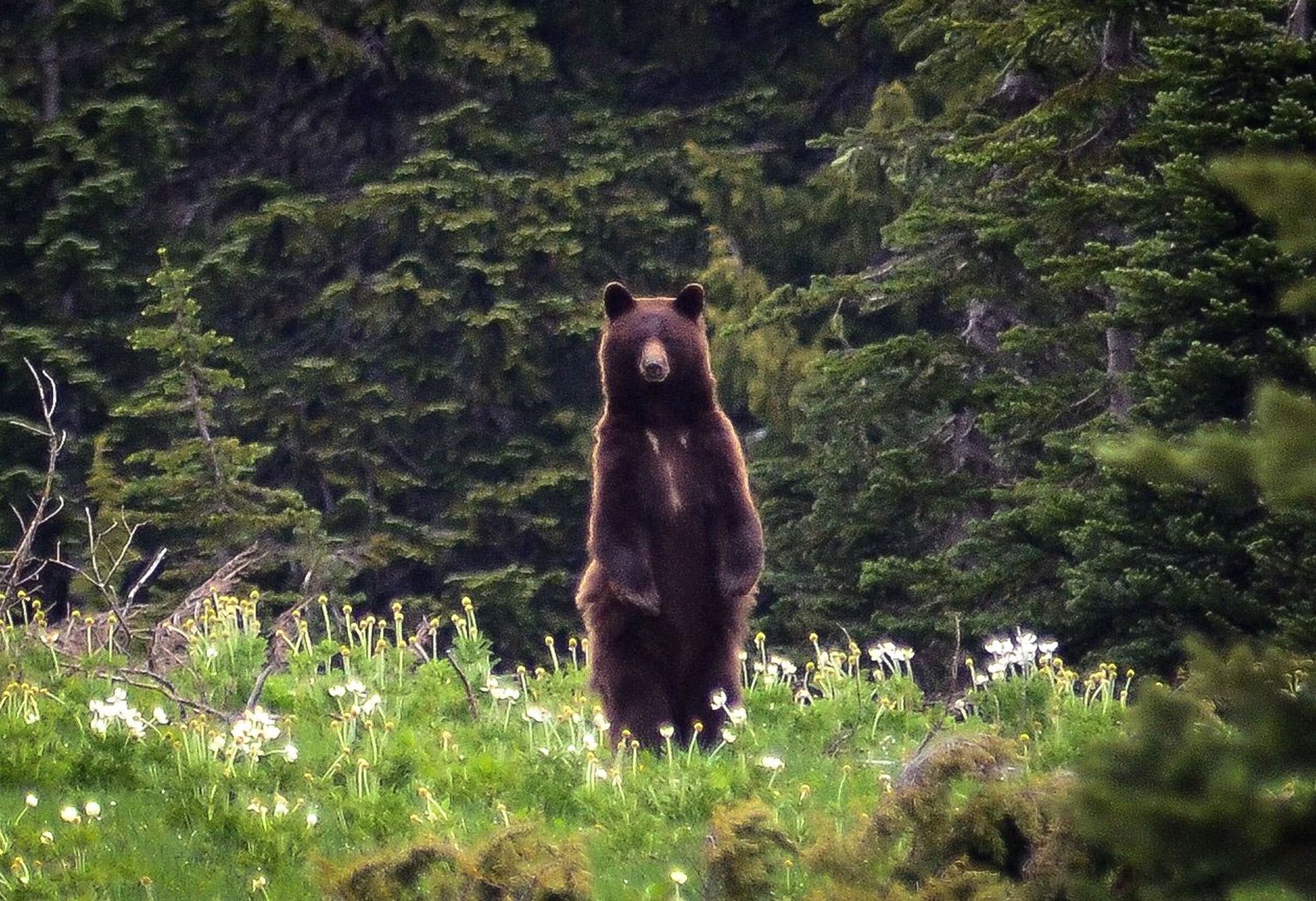 Black Bears