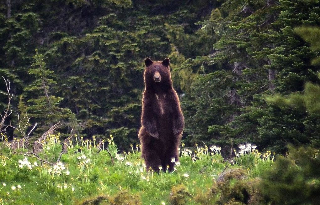 No Washington Spring Black Bear Hunt In 2022 - Northwest Public