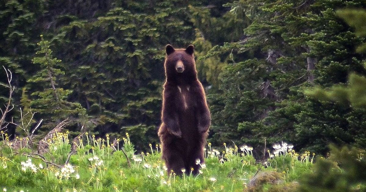 Black Bear