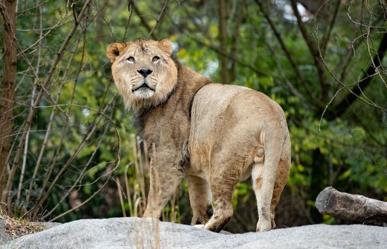 Tandie the lion is back at Woodland Park Zoo.