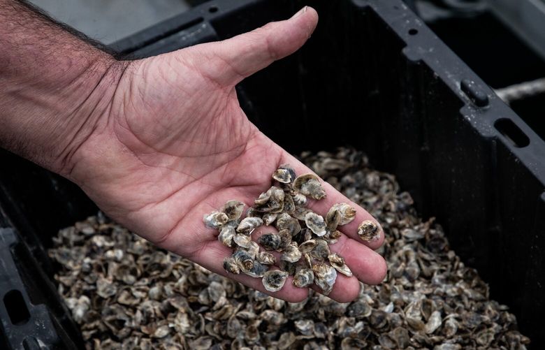 Jamestown Seafood CEO Jim Parsons shows what oyster seeds look like at the company’s hatchery in the John Wayne Marina in Sequim, Wash. on Monday, Nov. 21, 2022.
