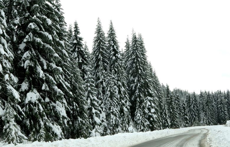 Trees are dusted in snow at Snoqualmie Pass with more overnight accumulation expected Saturday night.

LO Snow features at Snoqualmie Pass

Saturday November 14, 2020 215662