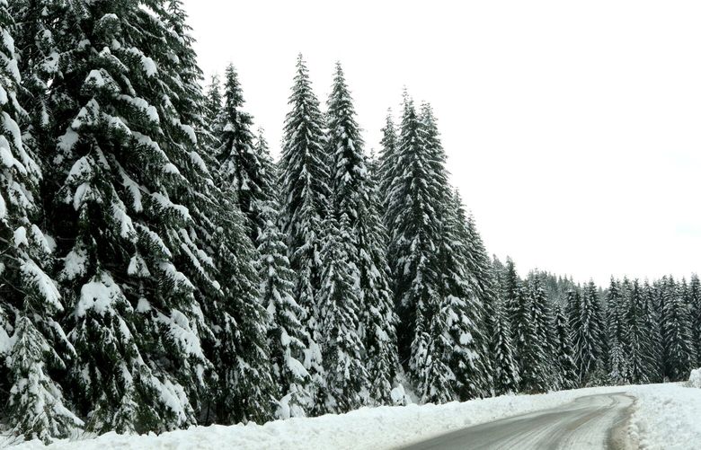 Trees are dusted in snow at Snoqualmie Pass with more overnight accumulation expected Saturday night.
LO Snow features at Snoqualmie Pass
Saturday November 14, 2020 215662