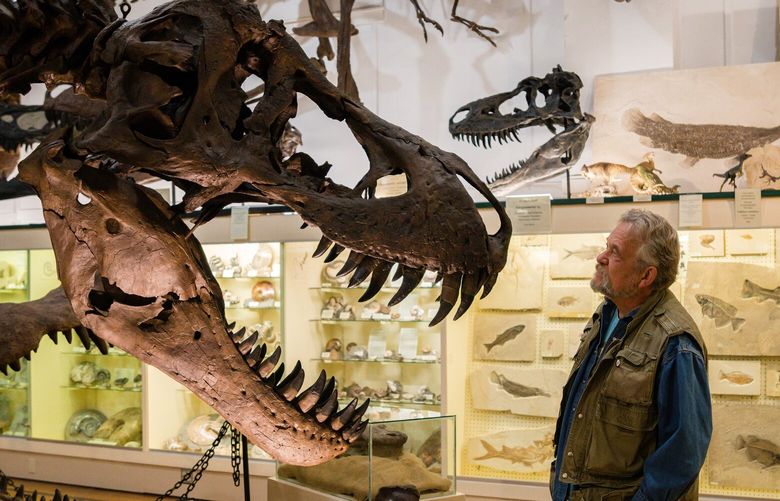 Peter Larson, whose excavation company has been at the forefront of the boom in dinosaur fossil sales, with a cast of a Tyrannosaurus rex named Stan at his museum in Hill City, S.D., Nov. 13, 2022. Fossils are fetching millions at auction, inspiring legal disputes and introducing intellectual property rights, trademarks and nondisclosure agreements to the world of paleontology. (Tara Weston/The New York Times) XNYT145 XNYT145