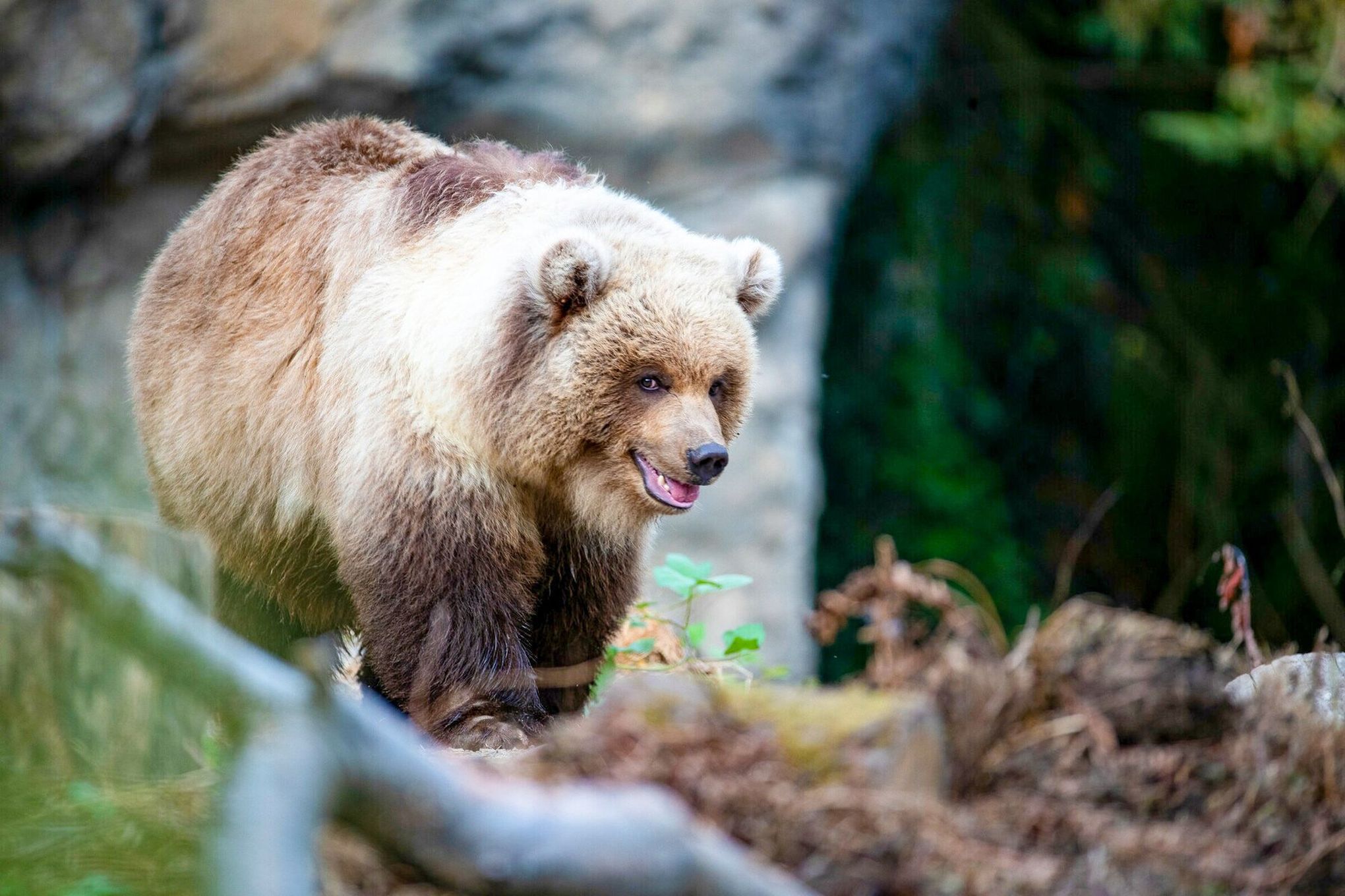 The Good, the Bad, and the Grizzly