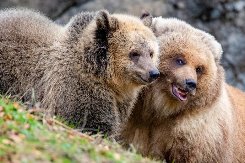 Friends of the North Cascades Grizzly Bear - Restoring a healthy population  of grizzly bears to the North Cascades.