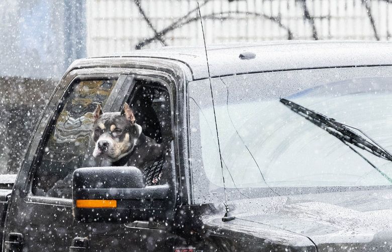 A dog pops his head out of the car window as it snows on Capitol Hill on Tuesday, Nov. 29, 2022.