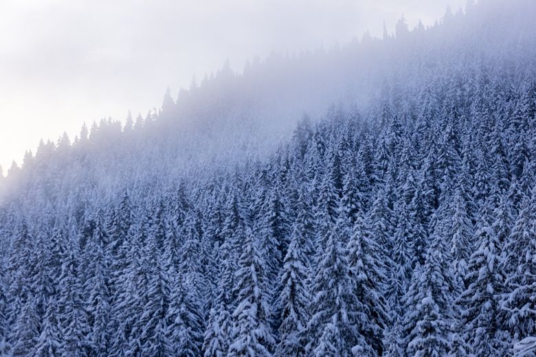 Snow-covered trees are seen near the Trail of the Shadows at Mount Rainier National Park in late December 2021. (Erika Schultz / The Seattle Times)