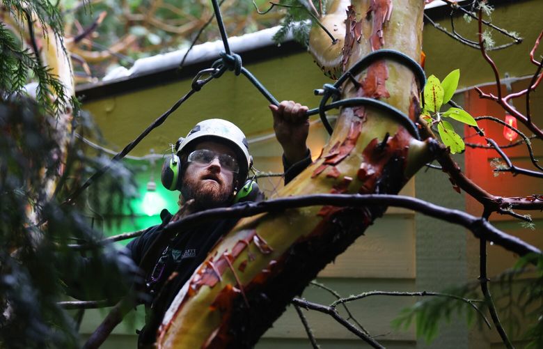 Arborist Ryan Byrnes from Bartlett Tree Experts works at removing a fallen Madrona tree that has fallen on Misti Davis’ house in Lake Forest Park on November 30, 2022. A snow storm last night caused power outtages and fallen trees across the region.