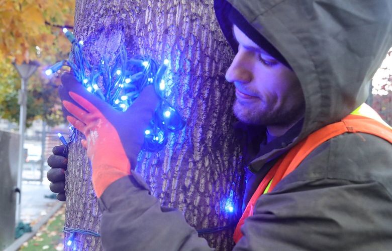 Ben Schurko, with Fleming’s Holiday Lighting, wraps a tree with green and blue Seahawk lights along the North plaza at Lumen Field. There’s 51 lights to a bundle. Each tree takes about 35 bundles, more than 1750 lights. Fleming’s Holiday Lighting specializes in commercial holiday lighting in King County.. 222304