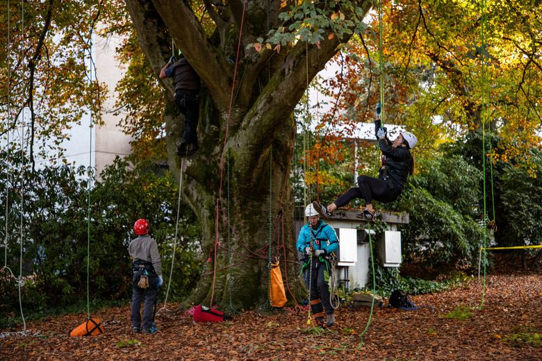 Seattle Tree Climbing, Seattle Tree Cutting