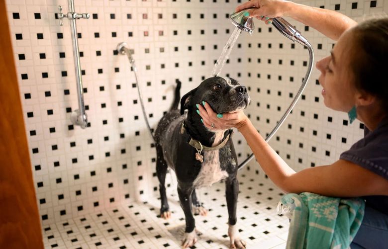 April Hershberger bathes her dog Tank, an American bulldog, in a 48-by-33-inch dog shower in her home in Pennsylvania. (Photos for The Washington Post by Justin Merriman).