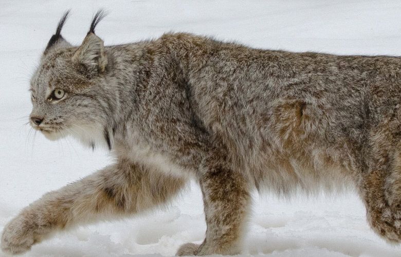 FILE – A Canada lynx is released in Schoolcraft County in Michigan’s Upper Peninsula on April 12, 2019. U.S. wildlife officials have agreed to craft a new habitat protection plan for the rare, snow-loving Canada lynx that could include more land in Colorado and other western states. (John Pepin/Michigan Department of Natural Resources via AP, File)