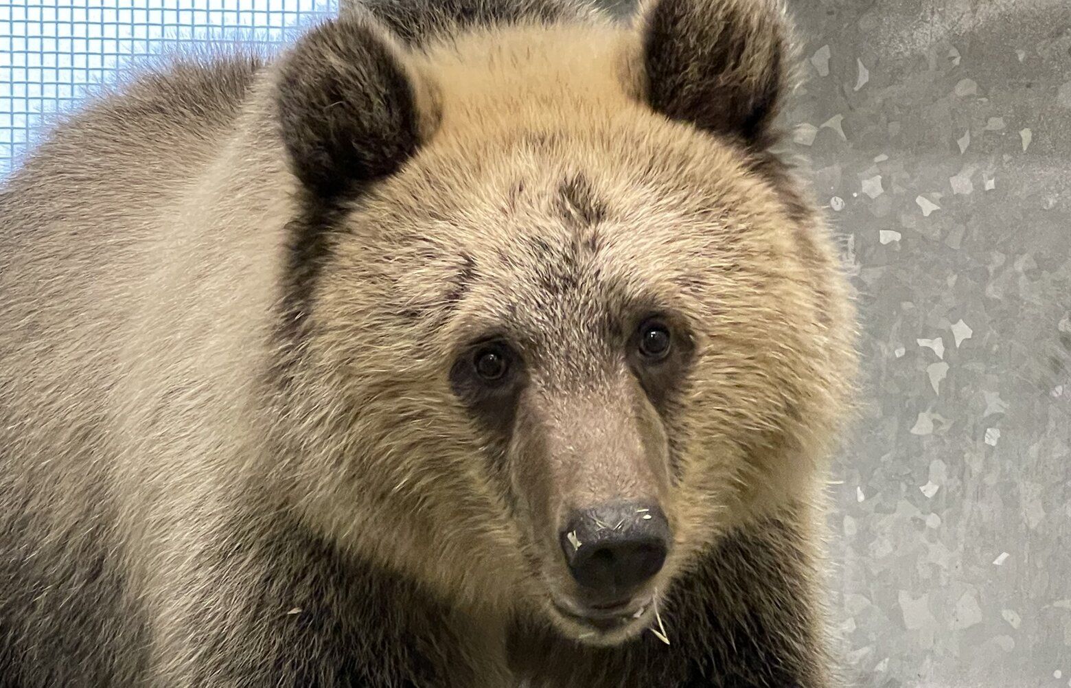 Woodland Park Zoo's newest grizzly bear cub has a name | The