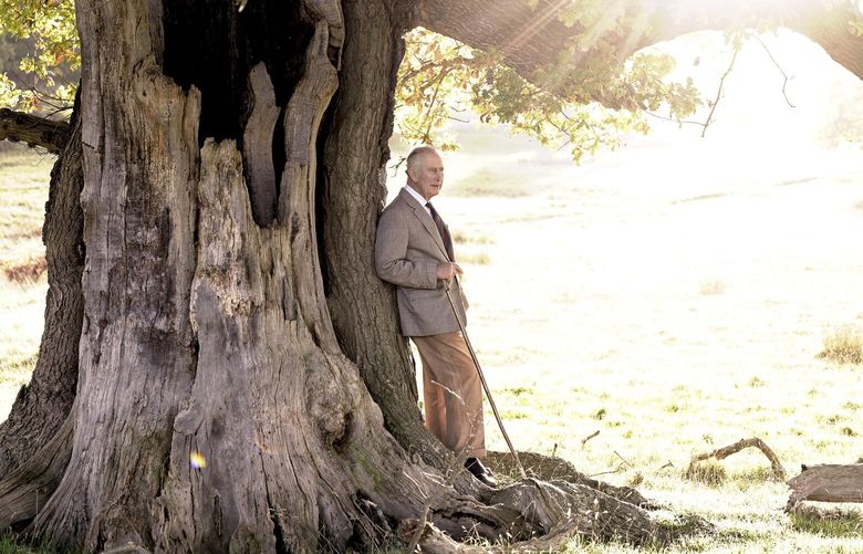 In this picture made available Monday, Nov. 14, 2022 to mark the 74th birthday of Britain’s King Charles III, King Charles III stands beside an ancient oak tree in Windsor Great Park to mark his appointment as Ranger of the Park, in Windsor, Friday, Nov. 11, 2022. The tree is one of many veteran and ancient Oak and Beech trees that make Windsor one of the largest and most important collections in North Europe. (Chris Jackson via AP) LGK110 LGK110