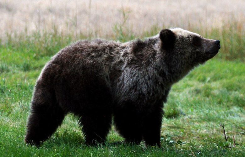 FILE – In this Sept. 25, 2013, file photo, a grizzly bear cub searches for fallen fruit beneath an apple tree a few miles from the north entrance to Yellowstone National Park in Gardiner, Mont. A judge will decide whether the Lower 48 states’ first grizzly bear hunting season in more than four decades will open as scheduled the weekend of Aug. 31, 2018. (Alan Rogers/The Casper Star-Tribune via AP, file) WYCAS301 WYCAS301 WYCAS301