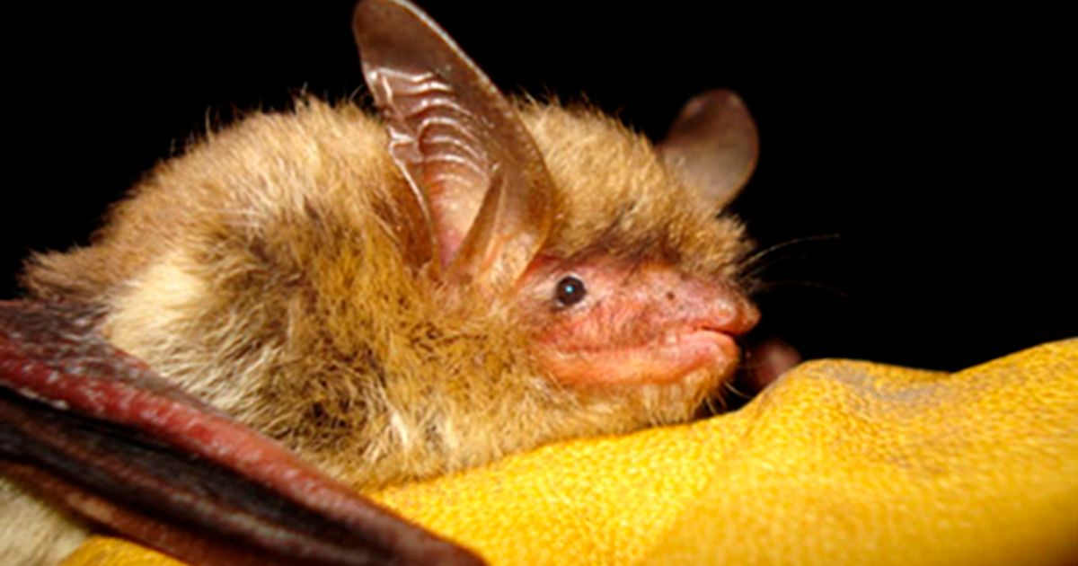 US bat species devastated by fungus now listed as endangered