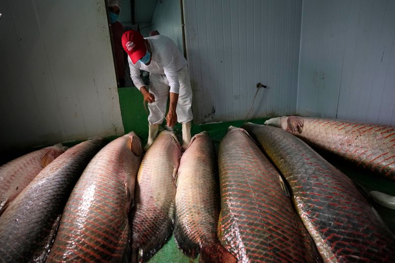 In the , a giant fish helps save the rainforest