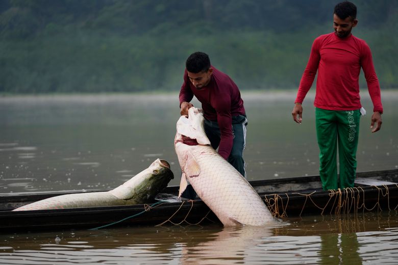 Giant, sustainable rainforest fish is now fashion in America