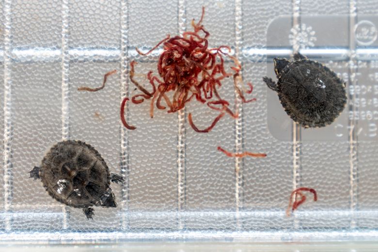 Zoo takes in 10 tiny turtles at conservation lab, Local News