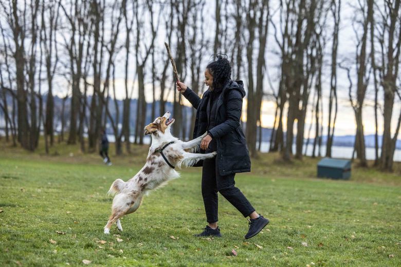 Tater Tot, the Australian shepherd, plays with his auntie Kianna Stanziola at Golden Gardens in Ballard on Thursday. Sorry, Tater, the most popular dog name in Seattle is Luna, according to shelter data. (Daniel Kim / The Seattle Times)