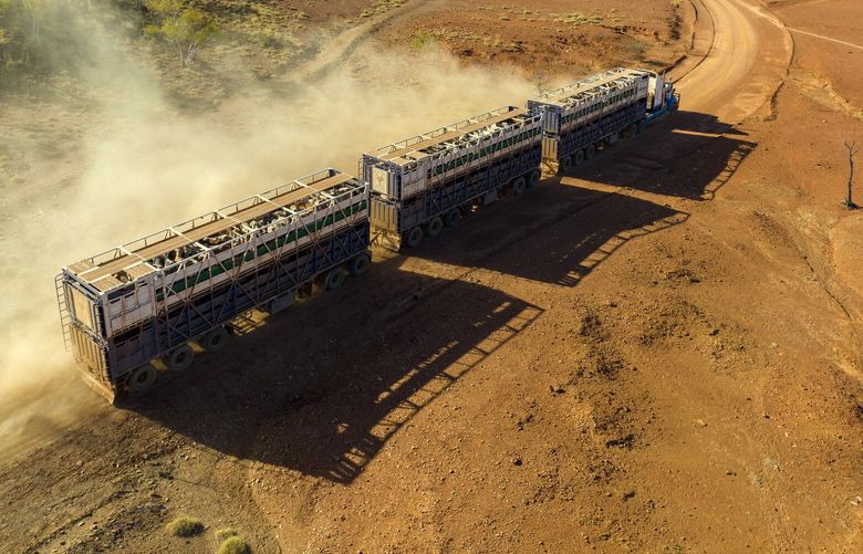 A giant truck called a road train takes a load of cattle from a muster point to a temporary feed yard at Waterloo Station in the Northern Territory of Australia on Aug. 24, 2022. Exporting live cattle from northern Australia to Indonesia has created a unique culture, both a throwback and a modern marvel of globalization. (George Steinmetz/The New York Times)