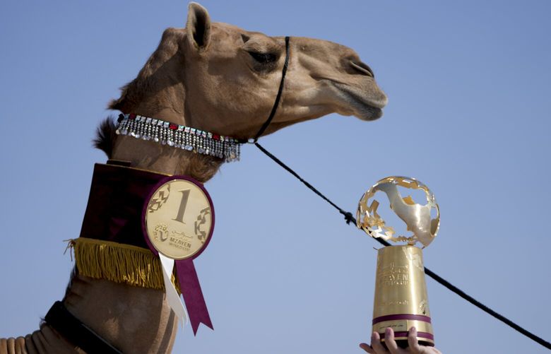 A member of the AlKuwari family shows the trophy after winning the first prize at the Mzayen World Cup, a pageant held in the Qatari desert some 15 miles away from Doha and soccer’s World Cup, in Ash- Shahaniyah, Qatar, Friday, Dec. 2, 2022. (AP Photo/Natacha Pisarenko) ALT101 ALT101