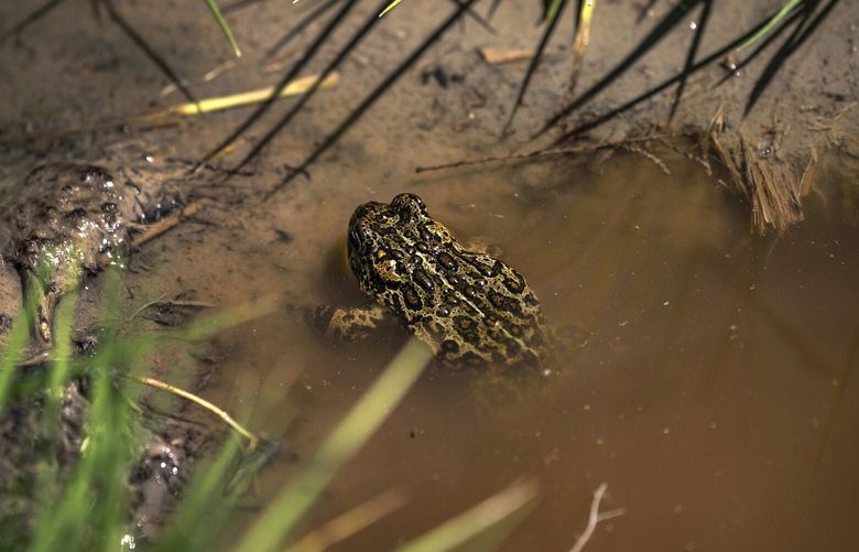 FILE – A Dixie Valley toad is seen around the hot spring-fed wetland in the Dixie Valley in Fallon, Nev., Wednesday, May 4, 2022. The tiny Nevada toad at the center of a legal battle over a geothermal project has officially been declared an endangered species after U.S. wildlife officials temporarily listed it on a rarely-used emergency basis in the spring of 2022. (Salwan Georges/The Washington Post via AP, File) DCWAP501 DCWAP501
