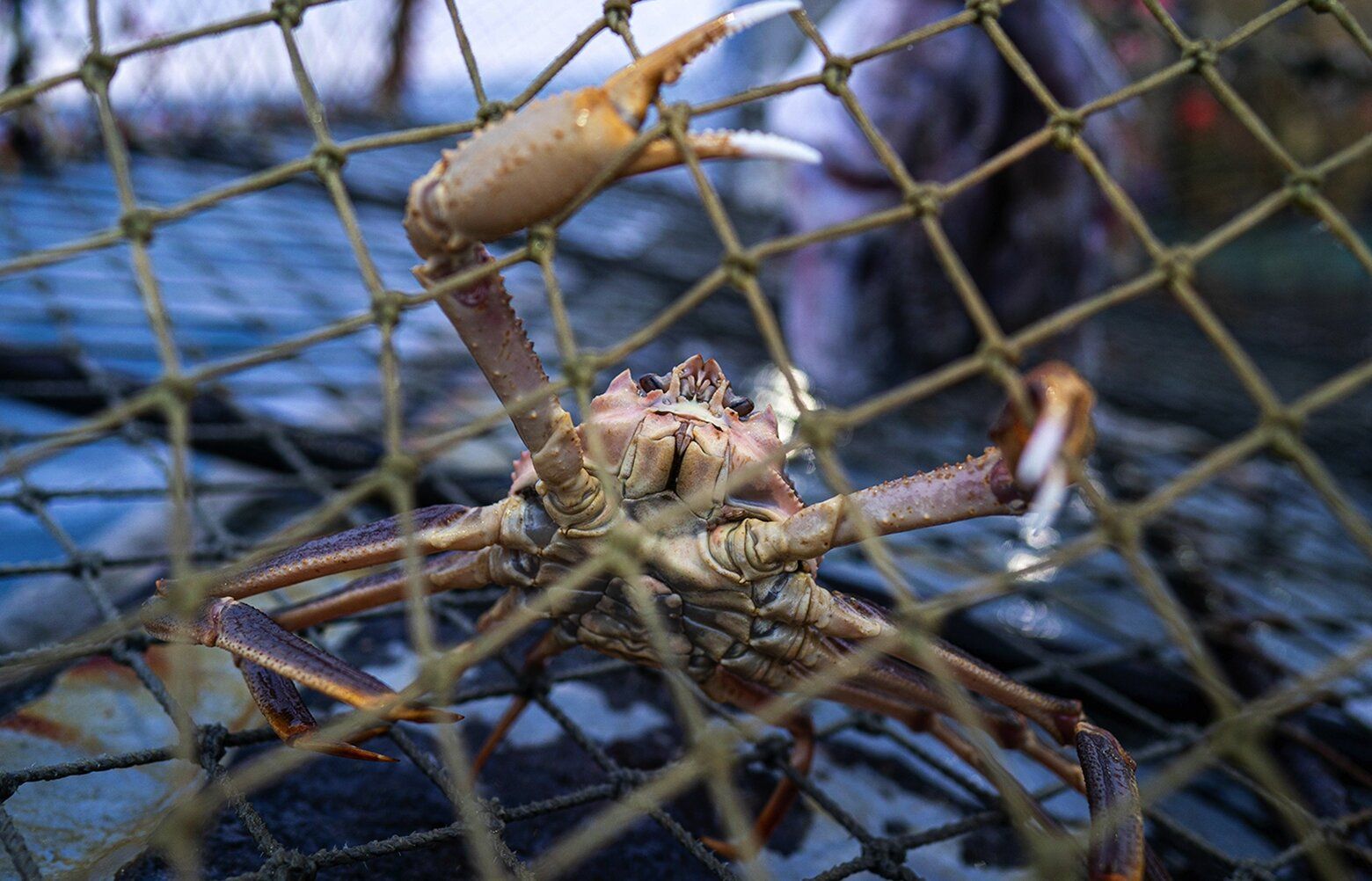 Decline Of Bering Sea Snow Crab Fishery Demands Swift Action The   12022022 Tzr Tzr 094910 