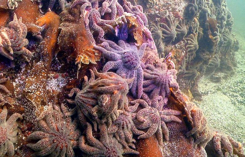 Thousands of sunflower sea stars swarm Croker Rock near Croker Island in the Indian Arm fjord, north of Vancouver, British Columbia, on Oct. 9, 2013. Three weeks later, the sea stars vanished.