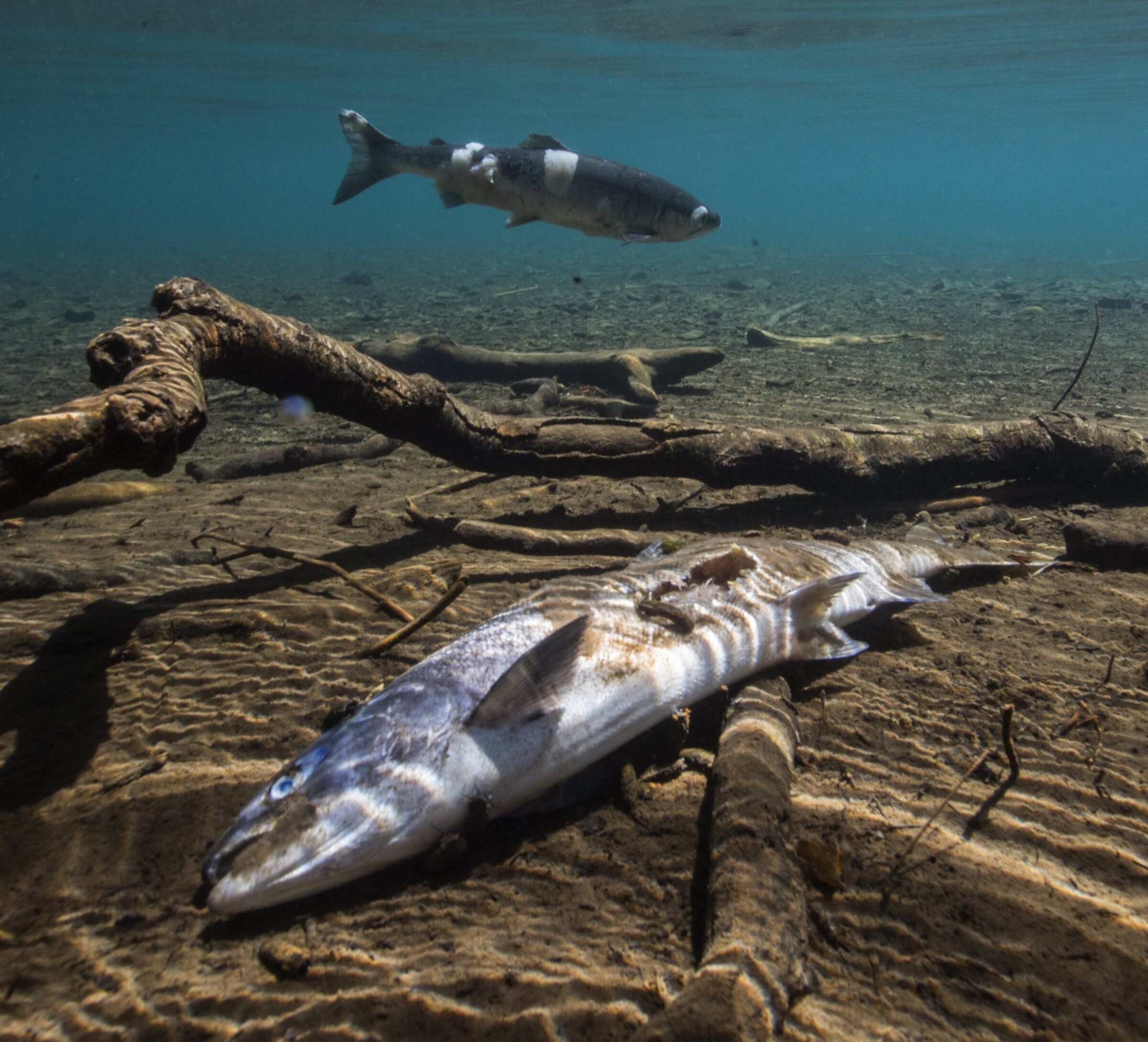 Climate change could make WA streams too hot for fish, report shows The Seattle Times