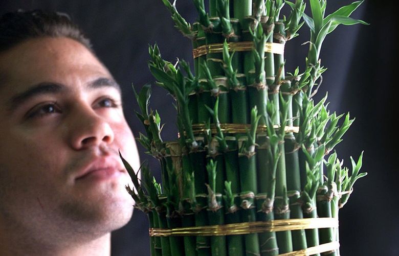 KRT LIFESTYLE STORY SLUGGED: BAMBOO KRT PHOTO BY AL DIAZ/MIAMI HERALD (FORT LAUDERDALE OUT) (May 3) Nick Elias shows off a Lucky Bamboo arrangement outside his florist shop in Bal Harbour, Florida. Lucky Bamboo is the trade name for a corn plant relative. It is imported from Taiwan and Thailand. (MI) NC KD BL 2001 (Vert) (mvw)