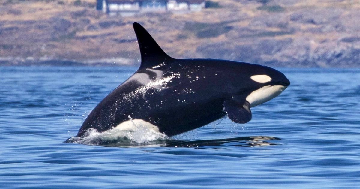 Port Townsend Recognizes Rights Of Endangered Southern Resident Orcas 