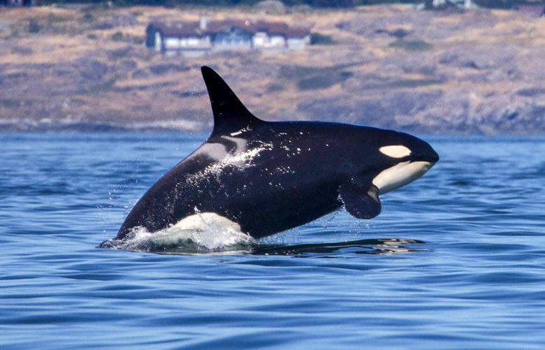 Friday, July 13, 2018.   HOME WATERS ORCA DO NOT PUBLISH UNTIL 2019    A southern resident killer whale breaches in Haro Strait just off San Juan IslandÃaÆ’Ã™s west side with Mt. Baker in the backround.   206917 206917 206917