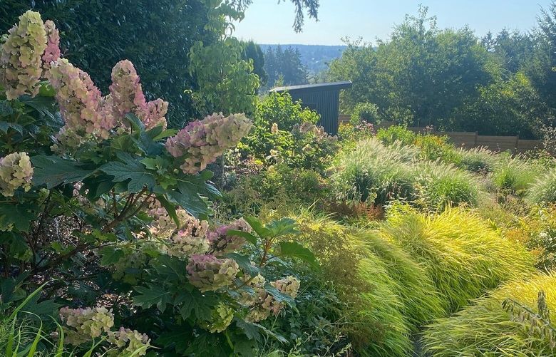 A resilient garden planted with ornamental grasses and oak leaf hydrangeas is filled with movement and seasonal color.