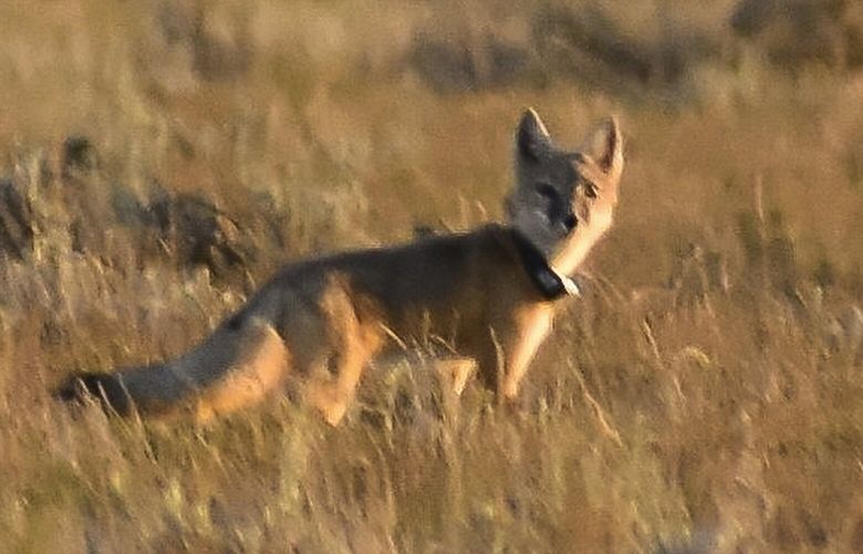 A swift fox is seen moments after being released onto the Fort Belknap Indian Reservation, Sept. 28, 2022, near Fort Belknap Agency, Mont. Native species such as swift foxes and black-footed ferrets disappeared from the Fort Belknap Indian Reservation generations ago, wiped out by poisoning campaigns, disease and farm plows that turned open prairie where nomadic tribes once roamed into cropland and cattle pastures. (AP Photo/Matthew Brown) RPMB112 RPMB112