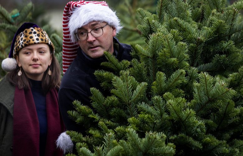Christmas is in the air as Seattleites Brian Hanson and daughter Tula, who is home from college, have found the right tree at Hunter’s Tree Farm stand in Seattle’s Wedgwood neighborhood Sunday, Dec. 11, 2022. Also involved in the decision is Jan Backstrom, Brian’s wife, not pictured. “We know (which tree is right) when we see it,” said Brian.