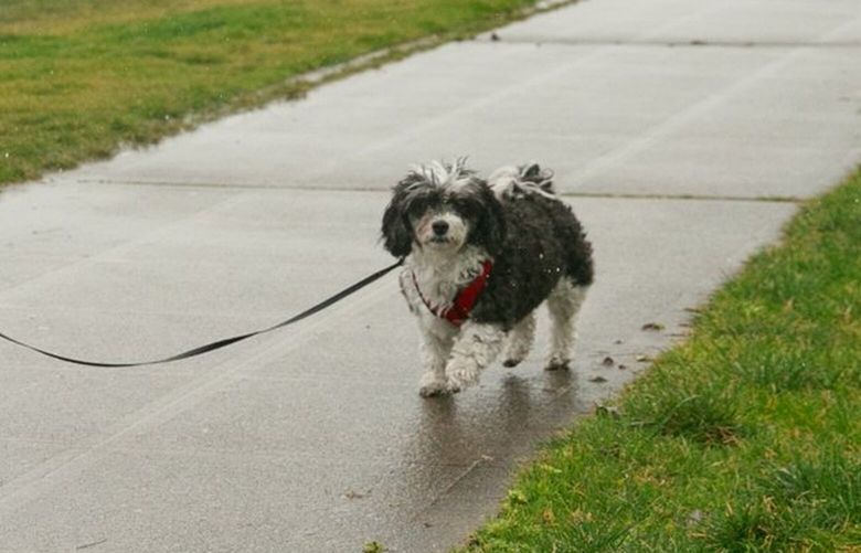 Despite heavy rain, Norene Ott walks her dog ‘Miss Molly’ on Alki Avenue SW in West Seattle Monday, Feb. 28, 2022. 
LO 219722