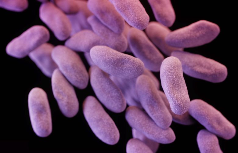 This illustration released by the Centers for Disease Control depicts a three-dimensional (3D) computer-generated image of a group of carbapenem-resistant Enterobacteriaceae bacteria. The artistic recreation was based upon scanning electron micrographic imagery. A potentially deadly “superbug” resistant to antibiotics infected seven patients, including two who died, and more than 100 others were exposed at a Southern California hospital through contaminated medical instruments, UCLA reported Wednesday Feb. 18, 2015. (AP Photo/Centers for Disease Control) NY109