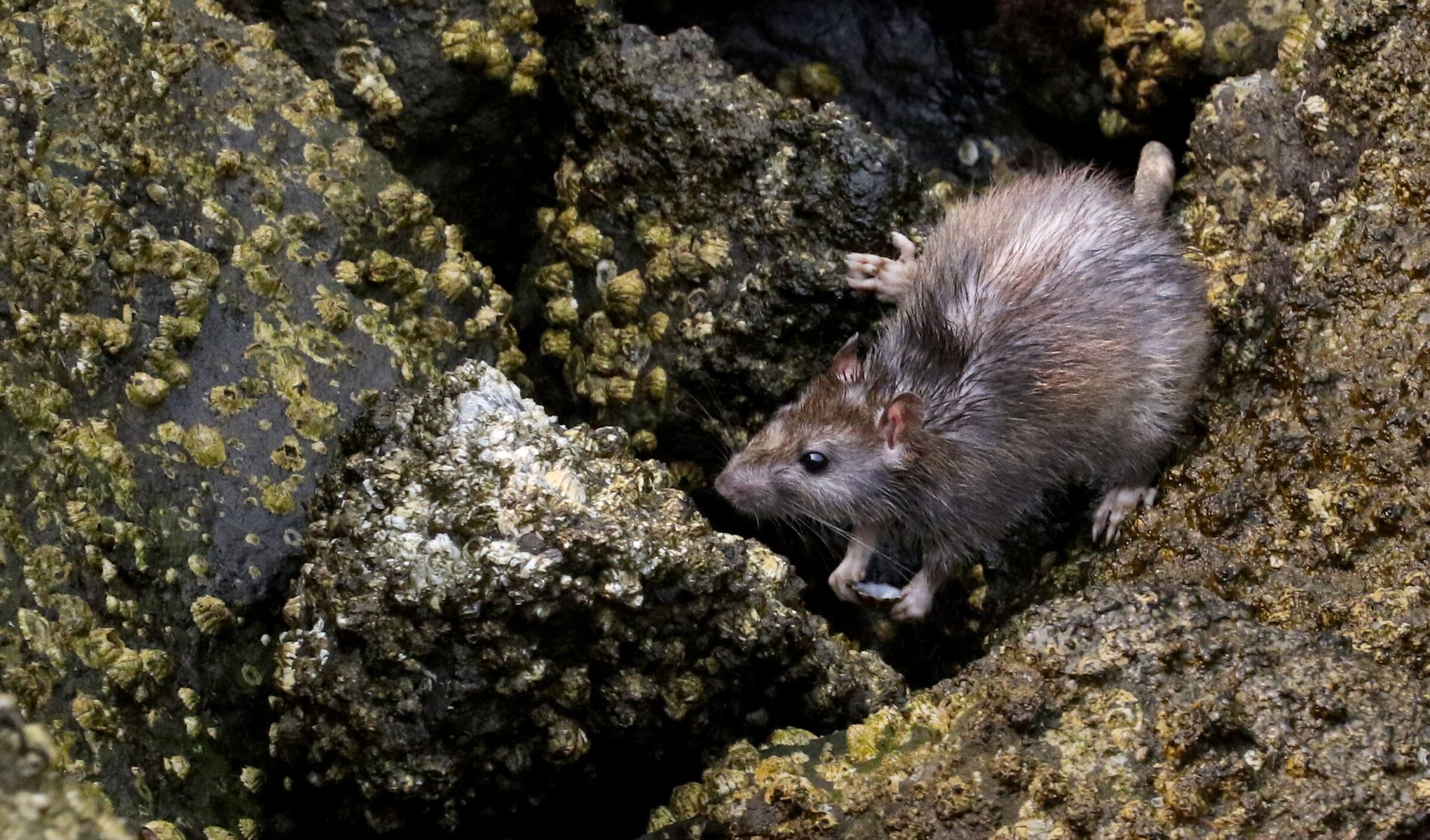 Rats in Seattle: They're creepy, clever and everywhere, but there