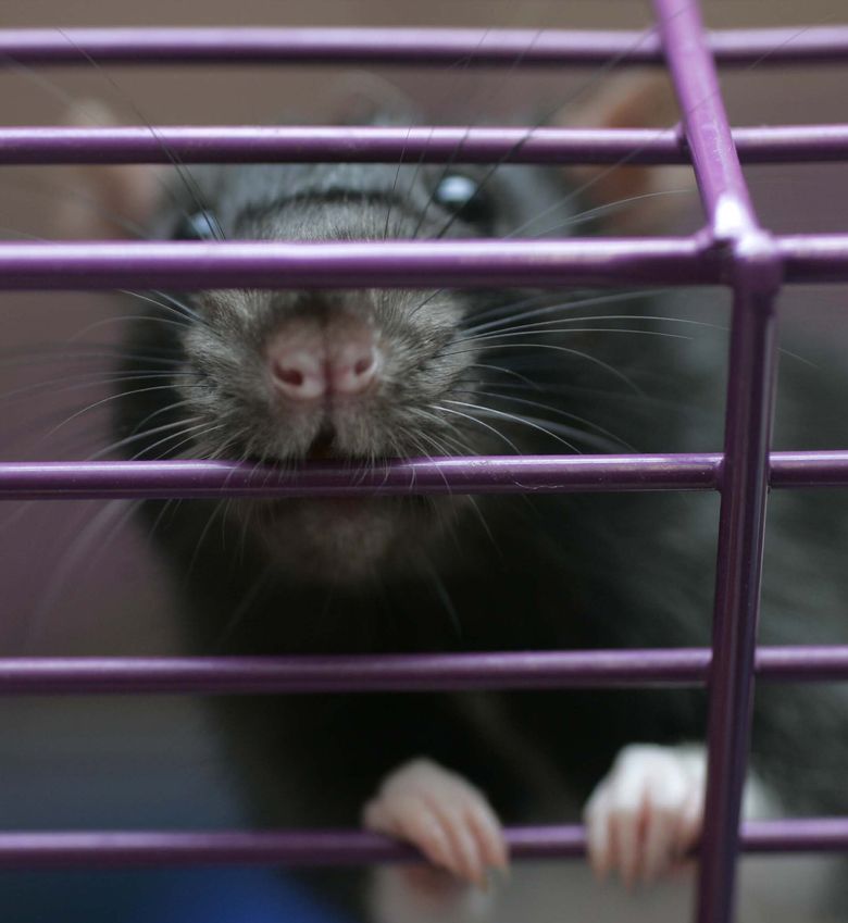 Rats in Seattle: They're creepy, clever and everywhere, but there