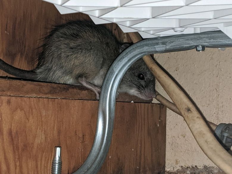 Rats in Seattle: They're creepy, clever and everywhere, but there