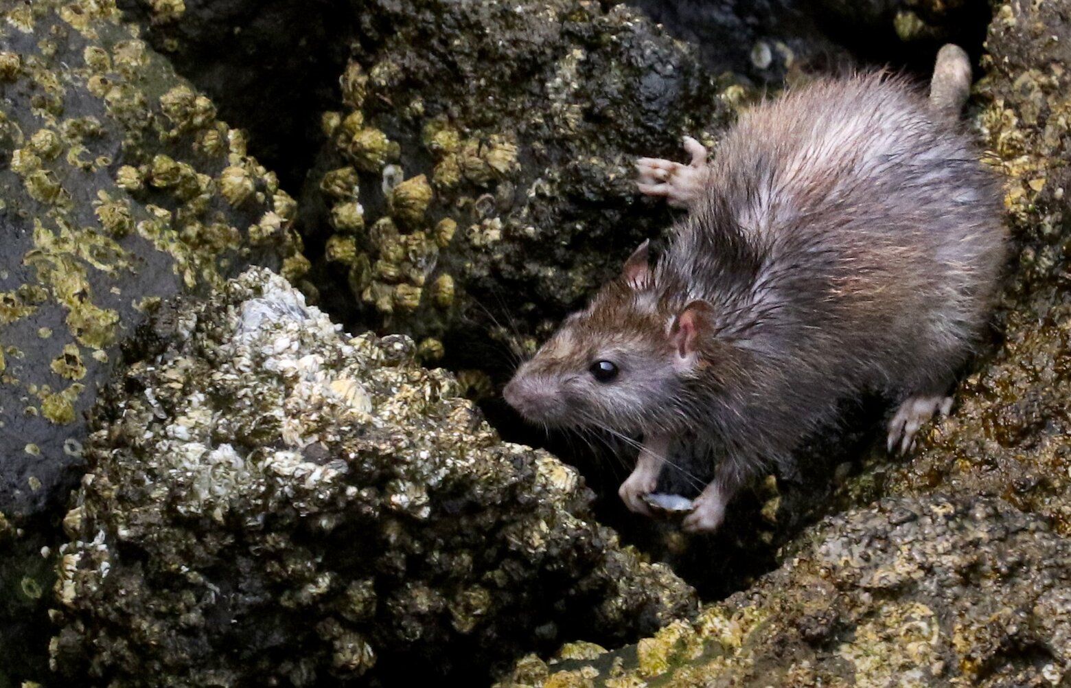 Rats in Seattle: They're creepy, clever and everywhere, but there